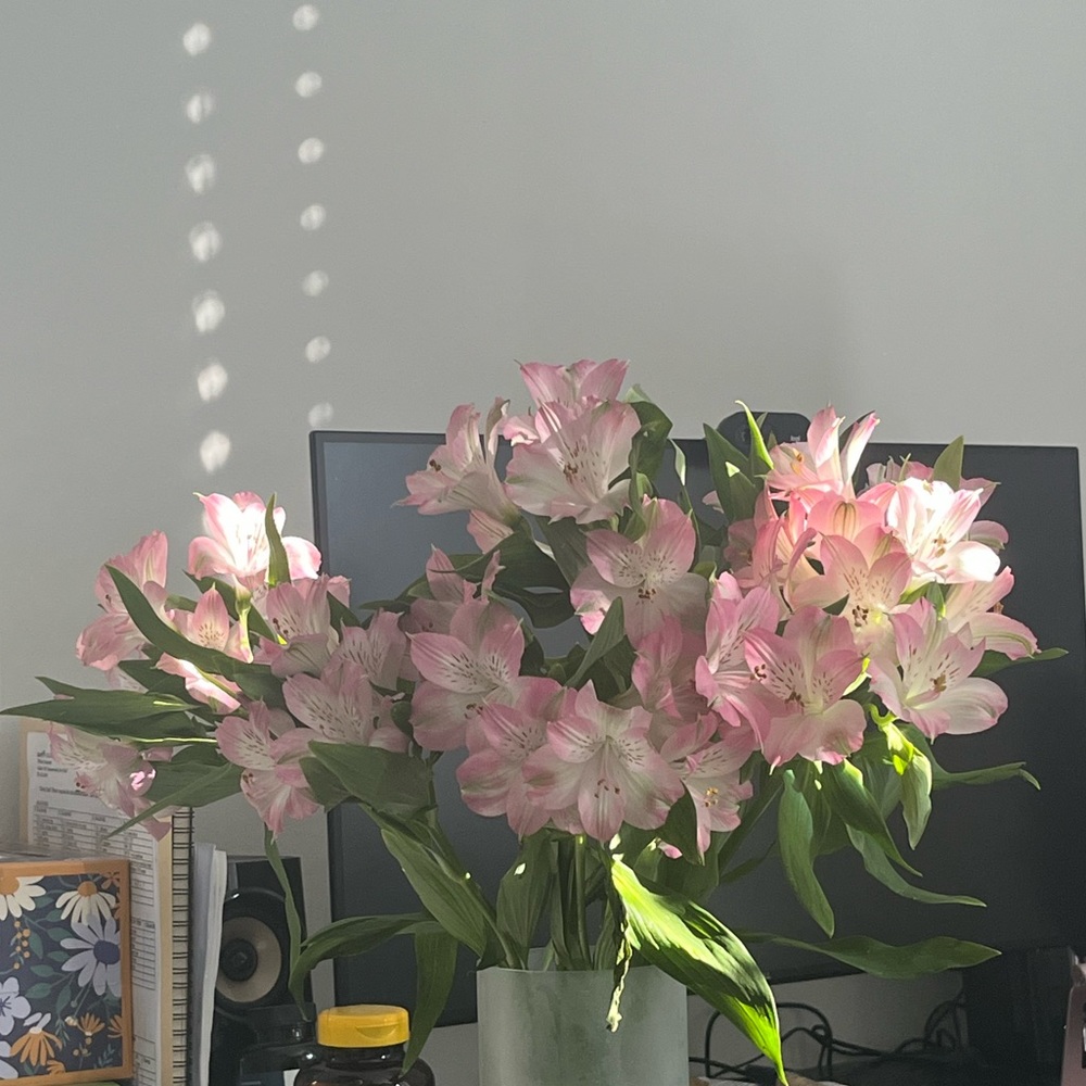 Meet your Posher, Lucy